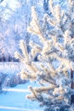 Os arbustos dos ramos apararam na floresta e no parque natural de ramo de árvore do abeto do pinho com neve de geada do inverno d Fotos de Stock Os arbustos dos ramos apararam na floresta e no parque natural de ramo de árvore do abeto do pinho com neve de geada do inverno d Fotos de Stock