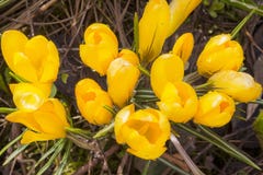 Os açafrões que florescem com gotas de orvalho foto de stock Os açafrões que florescem com gotas de orvalho foto de stock