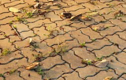 Os blocos da terra no tempo da noite com luz do sol dourada nela assim como secam as folhas e a planta que tentando crescer acima fotos de stock Os blocos da terra no tempo da noite com luz do sol dourada nela assim como secam as folhas e a planta que tentando crescer acima fotos de stock