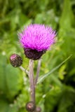 Os botões e as flores do cardo em um verão colocam A planta do cardo é o símbolo de Escócia fotos de stock Os botões e as flores do cardo em um verão colocam A planta do cardo é o símbolo de Escócia fotos de stock