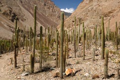 Os cactos elevam-se na garganta Cotahuasi, Peru foto de stock Os cactos elevam-se na garganta Cotahuasi, Peru foto de stock