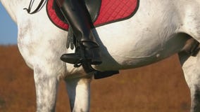 Os cascos do cavalo galopam a cavalo Movimento lento Fim acima vídeos de arquivo Os cascos do cavalo galopam a cavalo Movimento lento Fim acima vídeos de arquivo