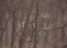 Os cervos de mula em uma floresta nevado escondida no inverno descobrem árvores foto de stock Os cervos de mula em uma floresta nevado escondida no inverno descobrem árvores foto de stock