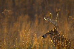 Os cervos de Whitetail buck no por do sol imagem de stock Os cervos de Whitetail buck no por do sol imagem de stock
