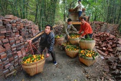 Os chineses descarregam o caminhão das laranjas que estão em cestas de vime. fotografia de stock Os chineses descarregam o caminhão das laranjas que estão em cestas de vime. fotografia de stock