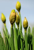 Os Daffodils de Easter começam a florescer na mola fotografia de stock Os Daffodils de Easter começam a florescer na mola fotografia de stock