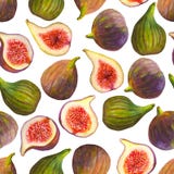Os figos sem emenda do teste padrão da aquarela frutificam no fundo branco ilustração stock Os figos sem emenda do teste padrão da aquarela frutificam no fundo branco ilustração stock