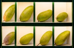 Os frutos maduros verdes da manga são apresentados à moda em pilhas separadas para a venda no mercado oriental asiático imagem de stock royalty free Os frutos maduros verdes da manga são apresentados à moda em pilhas separadas para a venda no mercado oriental asiático imagem de stock royalty free