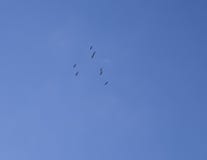 Os gansos selvagens migram na mola adiantada imagem de stock Os gansos selvagens migram na mola adiantada imagem de stock