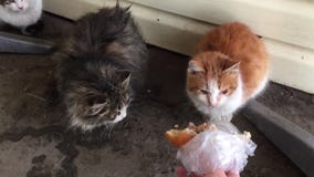 Os gatos sujos desabrigados comem fora no frio do inverno o homem alimenta animais dispersos dos gatos Gato desabrigado fora video estoque Os gatos sujos desabrigados comem fora no frio do inverno o homem alimenta animais dispersos dos gatos Gato desabrigado fora video estoque