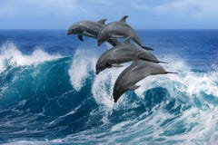 Os golfinhos que saltam sobre ondas Os golfinhos que saltam sobre ondas