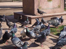 Os pares bonitos de pombo est?o estando na multid?o de p?ssaros na rua fotos de stock Os pares bonitos de pombo est?o estando na multid?o de p?ssaros na rua fotos de stock