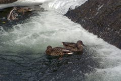 Os patos no inverno no canal na cidade estacionam imagens de stock Os patos no inverno no canal na cidade estacionam imagens de stock