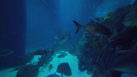 Os peixes enormes nadam no aquário no vídeo da metragem do estoque da alameda de Dubai filme Os peixes enormes nadam no aquário no vídeo da metragem do estoque da alameda de Dubai filme