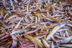 Os peixes secos fecham-se acima do fundo imagens de stock Os peixes secos fecham-se acima do fundo imagens de stock