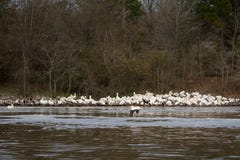 Os pelicanos brancos reunem-se na linha costeira do rio no inverno fotografia de stock Os pelicanos brancos reunem-se na linha costeira do rio no inverno fotografia de stock
