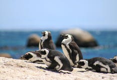 Os pinguins africanos em pedregulhos encalham na cidade de Simons fotografia de stock Os pinguins africanos em pedregulhos encalham na cidade de Simons fotografia de stock