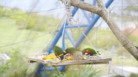 Os pássaros coloridos exóticos comem frutos e grãos no parque, fauna da selva, pássaros bonitos, cores brilhantes vídeos de arquivo Os pássaros coloridos exóticos comem frutos e grãos no parque, fauna da selva, pássaros bonitos, cores brilhantes vídeos de arquivo