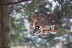 Os pássaros pequenos no alimentador do pássaro no Titmouse da floresta da neve do inverno sentam-se em um ramo Casa para pássaros imagens de stock royalty free Os pássaros pequenos no alimentador do pássaro no Titmouse da floresta da neve do inverno sentam-se em um ramo Casa para pássaros imagens de stock royalty free