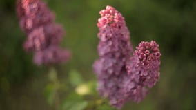 Os ramos das árvores com as flores lilás bonitas balançam no vento em um dia de verão morno no jardim nave vídeos de arquivo Os ramos das árvores com as flores lilás bonitas balançam no vento em um dia de verão morno no jardim nave vídeos de arquivo