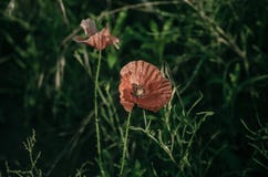 Os rhoeas vermelhos claros do Papaver da papoila florescem entre ervas verdes do campo Flor da papoila na luz solar da manhã Macr imagens de stock royalty free Os rhoeas vermelhos claros do Papaver da papoila florescem entre ervas verdes do campo Flor da papoila na luz solar da manhã Macr imagens de stock royalty free