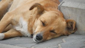 Os sem abrigo ruivos dispersos do cão estão dormindo no passeio Caminhada dos povos perto filme Os sem abrigo ruivos dispersos do cão estão dormindo no passeio Caminhada dos povos perto filme