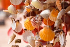 Os shell do mar fecham-se acima na praia de Santa Maria em Cabo Verde Imagem de Stock Os shell do mar fecham-se acima na praia de Santa Maria em Cabo Verde Imagem de Stock