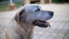 Os sorrisos do c?o O cão está pronto para jogar e está esperando o proprietário vídeos de arquivo Os sorrisos do c?o O cão está pronto para jogar e está esperando o proprietário vídeos de arquivo