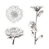 Os ícones tirados mão do Calendula do vetor ajustaram-se, coleção isolada dos esboços, ilustração preto e branco ilustração do vetor Os ícones tirados mão do Calendula do vetor ajustaram-se, coleção isolada dos esboços, ilustração preto e branco ilustração do vetor
