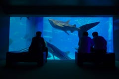 OSAKA, JAPAN - JULY 18, 2017: Shadow of tourists taking pictures and enjoying sea creatures at the Osaka Aquarium stock images OSAKA, JAPAN - JULY 18, 2017: Shadow of tourists taking pictures and enjoying sea creatures at the Osaka Aquarium stock images
