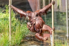 Oscilación del orangután de la madre y del niño al otro lado imágenes de archivo libres de regalías Oscilación del orangután de la madre y del niño al otro lado imágenes de archivo libres de regalías