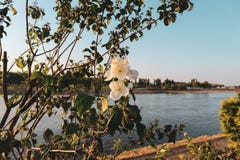 Beautiful white flowers growing on the Drava river waterfront at the Osijek city in continental Croatia