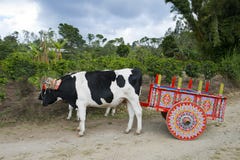 Oskar en Koeien op Koffieaanplanting in Costa Rica, Reis royalty-vrije stock fotografie Oskar en Koeien op Koffieaanplanting in Costa Rica, Reis royalty-vrije stock fotografie