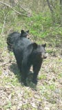 Oso de la mamá y oso del bebé Fotos de archivo libres de regalías Oso de la mamá y oso del bebé Fotos de archivo libres de regalías