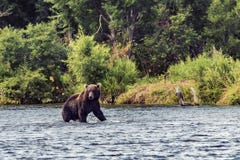 Oso en Kamchatka Un oso marr?n en el agua en Kamchatka, Rusia foto de archivo libre de regalías Oso en Kamchatka Un oso marr?n en el agua en Kamchatka, Rusia foto de archivo libre de regalías