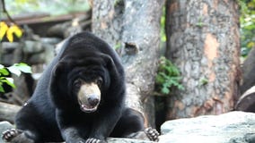 Oso malayo de Sun Oso malayo de Sun