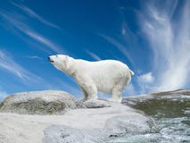 Oso polar Oso polar