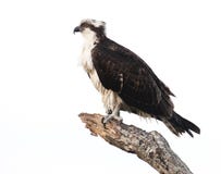 osprey στοκ εικόνα osprey στοκ εικόνα