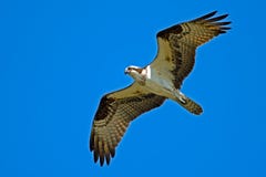 osprey στοκ εικόνες osprey στοκ εικόνες