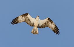 Osprey στοκ εικόνα Osprey στοκ εικόνα