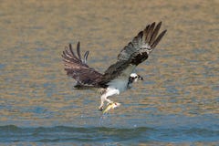 Osprey catches a fish from the lake and grasps it in his talons. Royalty Free Stock Photo Osprey catches a fish from the lake and grasps it in his talons. Royalty Free Stock Photo