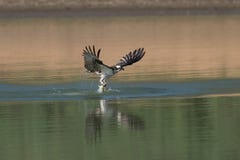 Osprey catching fish from the lake. Stock Photo Osprey catching fish from the lake. Stock Photo