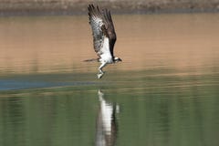 Osprey catching fish from the lake. Stock Image Osprey catching fish from the lake. Stock Image