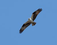 Osprey In Flight Stock Photo Osprey In Flight Stock Photo