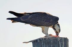 Osprey, or Seahawk Eating Fresh Caught Fish royalty free stock photography Osprey, or Seahawk Eating Fresh Caught Fish royalty free stock photography