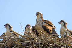 osprey νεοσσών στοκ φωτογραφία με δικαίωμα ελεύθερης χρήσης osprey νεοσσών στοκ φωτογραφία με δικαίωμα ελεύθερης χρήσης