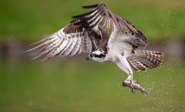Osprey στο Μαίην στοκ εικόνα με δικαίωμα ελεύθερης χρήσης Osprey στο Μαίην στοκ εικόνα με δικαίωμα ελεύθερης χρήσης