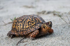 Ostdosenschildkröte Terrapene Carolina Carolina stockbilder Ostdosenschildkröte Terrapene Carolina Carolina stockbilder
