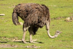 Ostrich Stock Photography