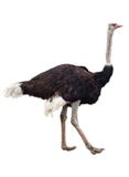 Ostrich Stock Photography Ostrich Stock Photography